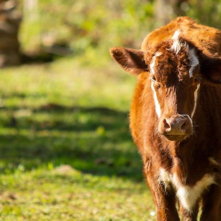 Recanto Da Serra Gaucha Nova Petropolis Gramado Eksteriør billede
